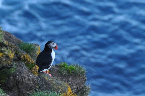 Puffin solitário na ilha de Heimaey, no sul da Islândia